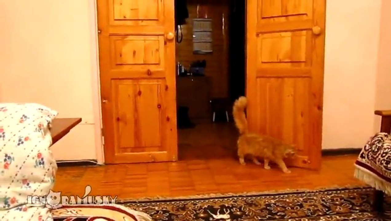 Chat à peur des sauts de Mario