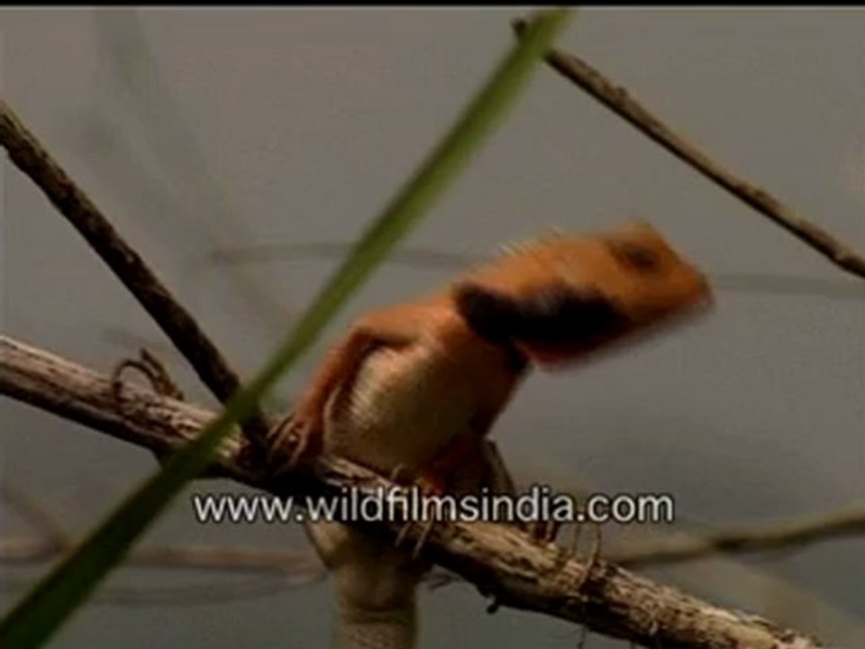 483.Calotes lizard.mp4