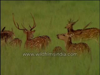 Forest of antlers: A group of Spotted Deer