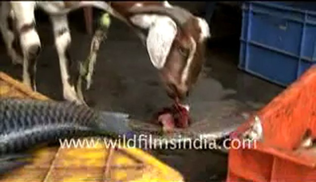 Goat that only eats fish!