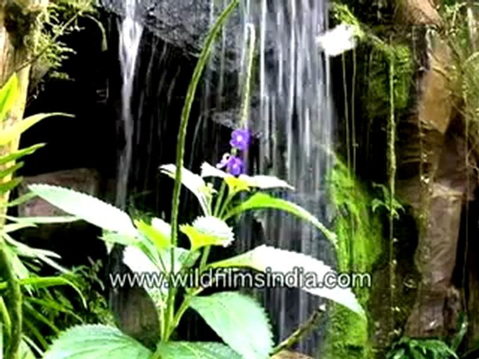 511.Nature at its best - waterfall and butterfly!.mp4