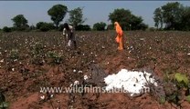 Cotton fields back home     (in India!)
