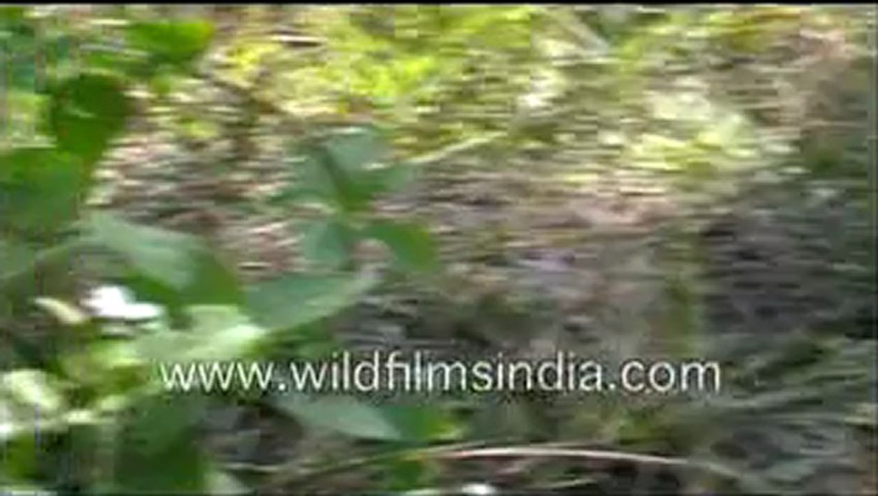 King Cobra - a deadly venomous snake