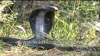 King Cobra in India