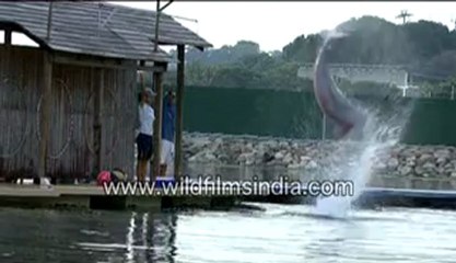 570.Dolphins diving.mp4