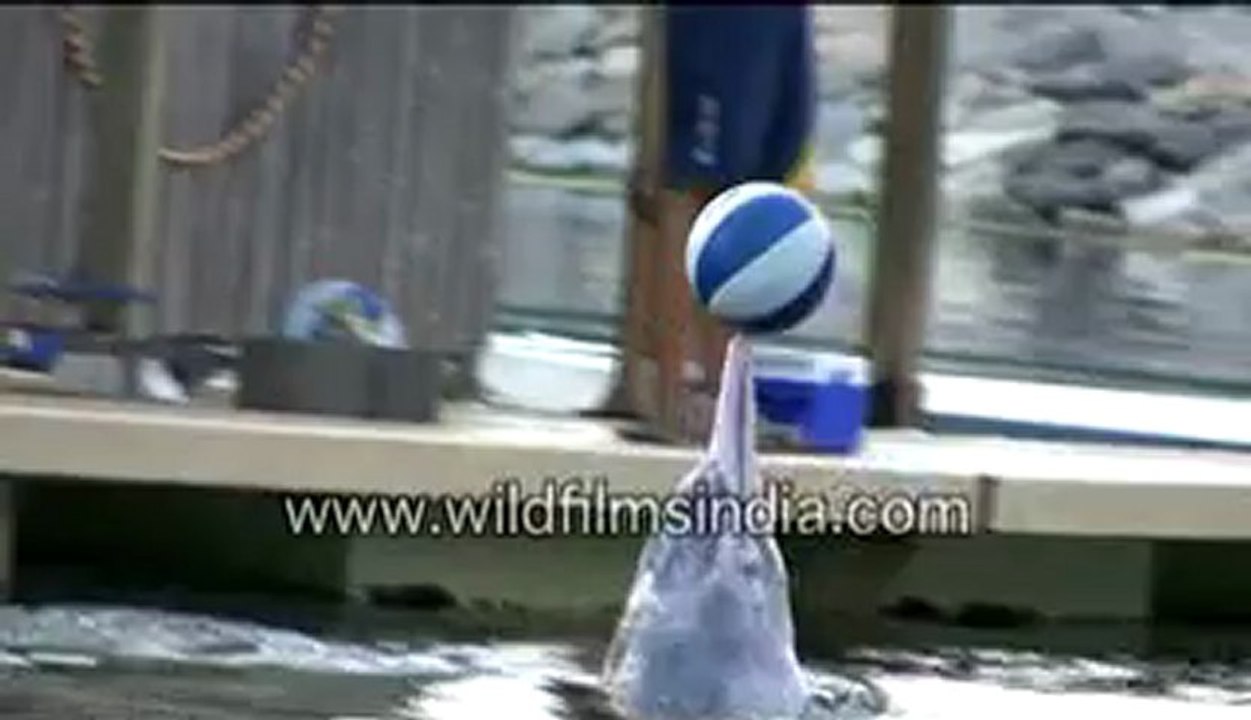 Dolphins playing with a ball
