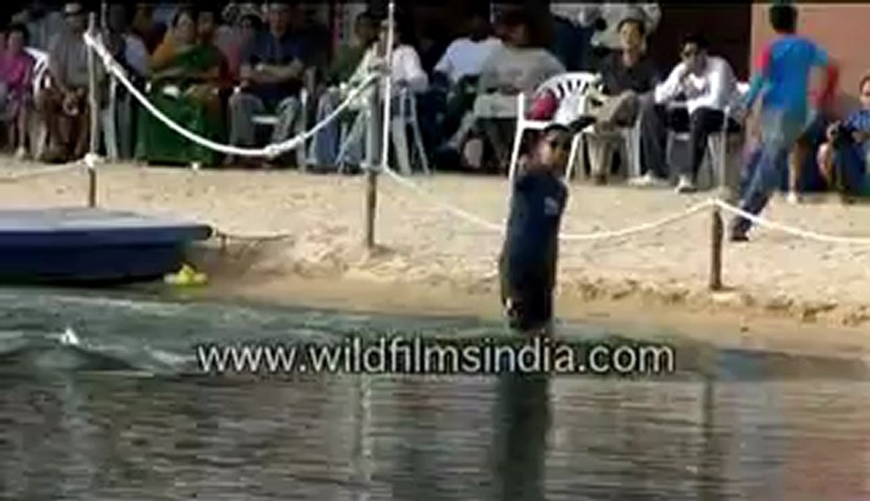 574.Dolphins in the pool.mp4