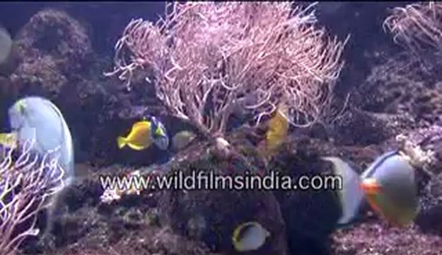 Colourful deep sea fishes in Singapore