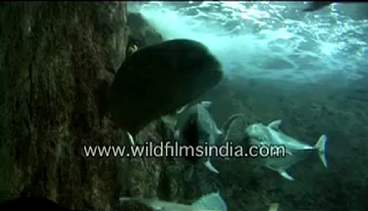 Fish from the deep seas