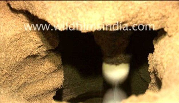 Olive Ridley Turtle laying eggs