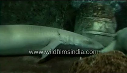 582.Sharks in an aquarium.mp4