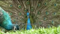 Peacock displaying its feathers