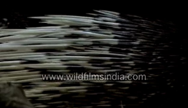 Porcupine quills or Spines