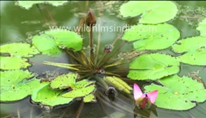 Time Lapse of Water Lily from South America