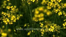 650.Mustard Field.mov