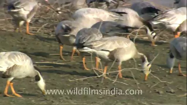 Bar-headed Geese near Sariska National Park
