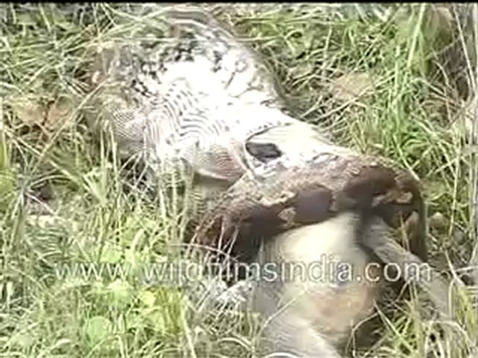 70. Python eating langoor.mp4