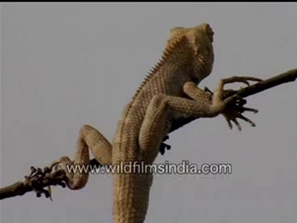 Calotes (garden lizard)