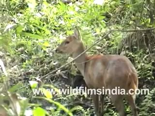 Barking Deer or Muntjac