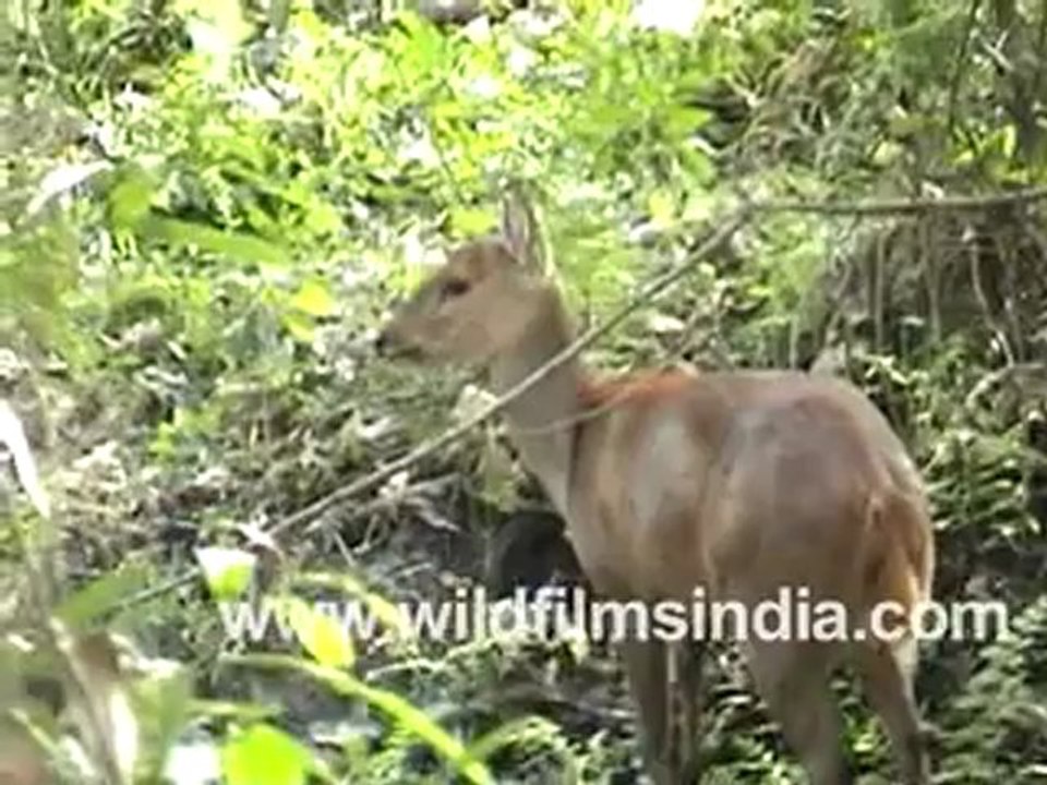 Barking Deer or Muntjac