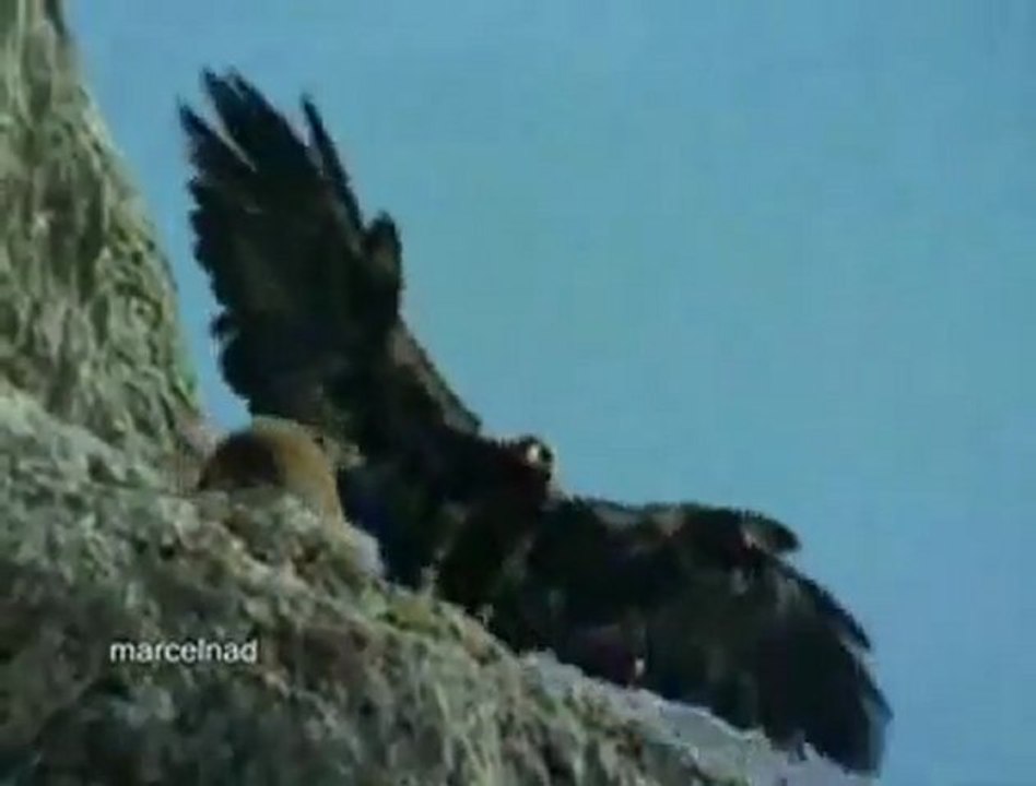 altın kartal-keçi