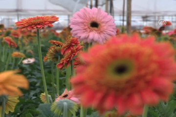 Dünyanın çiçeği Türkiye'den