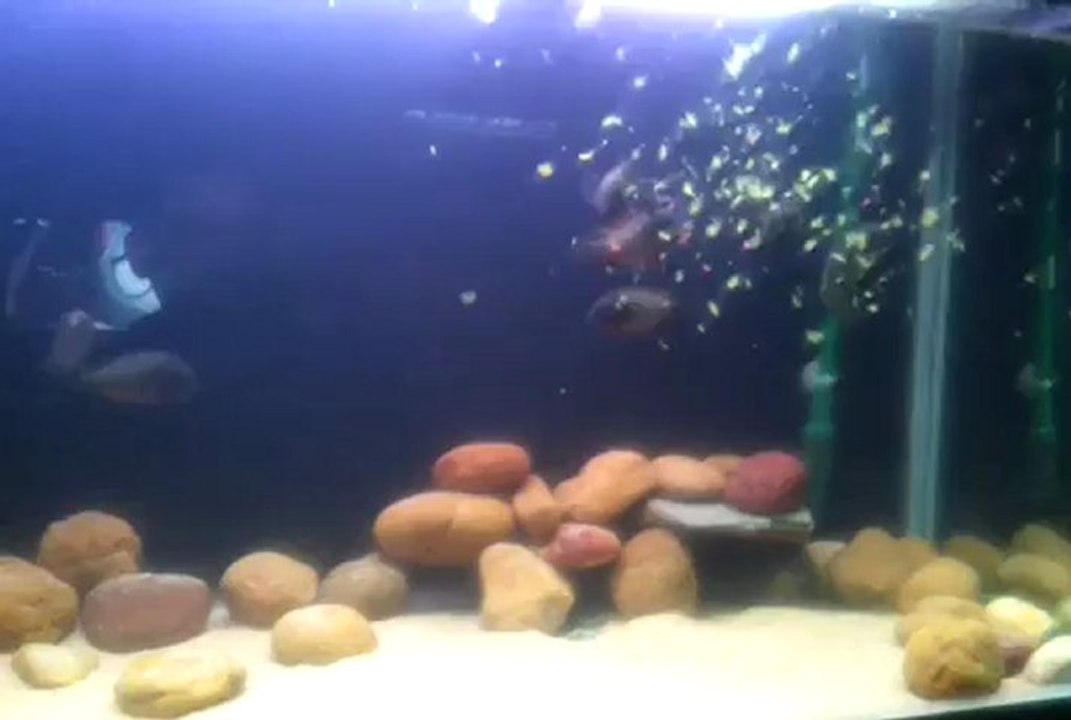 f0 tropheus ilangiler