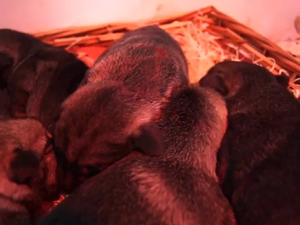 bébés schnauzers moyens poivre et sel