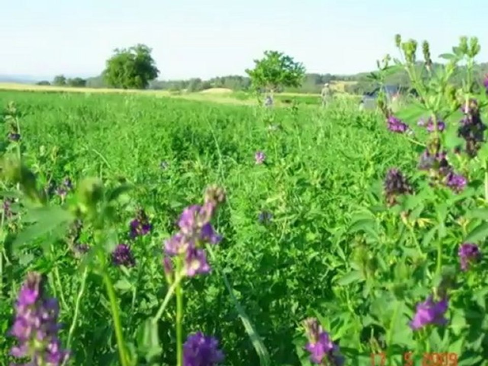 Yonca tohumu üretimi,yonca tohumu cesitleri,yonca tohumu fiyatları