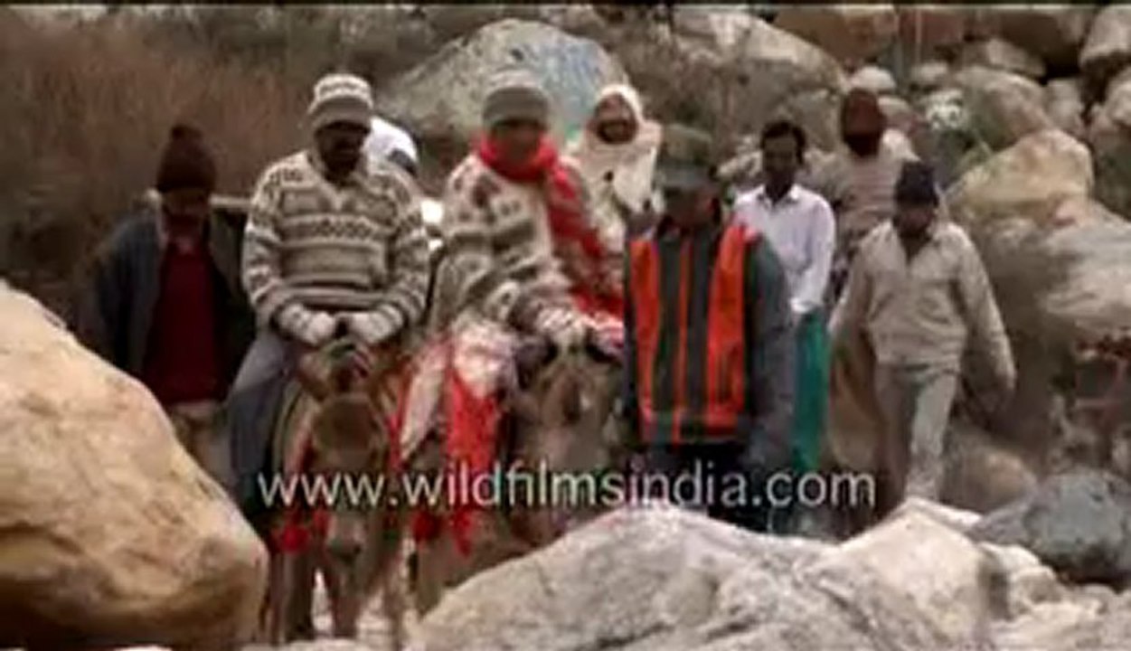 719.Donkeys.mp4