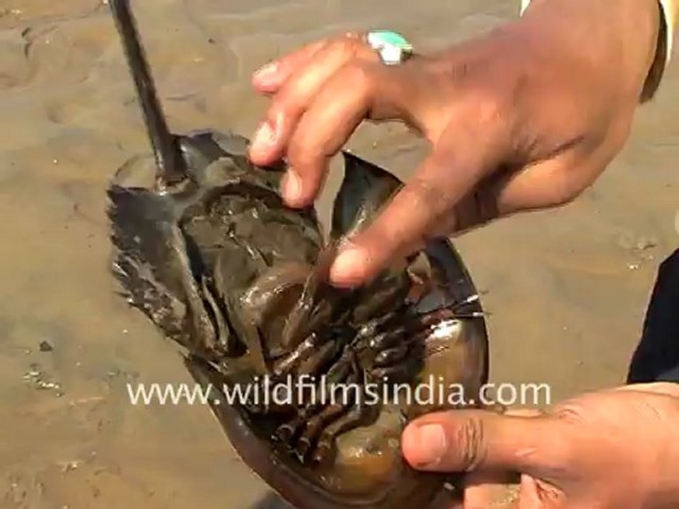 Horseshoe Crab