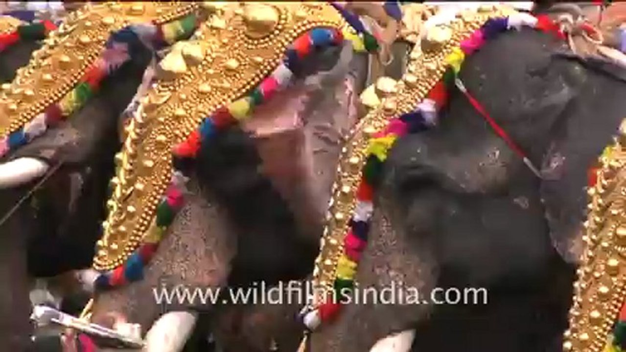 Elephant festival