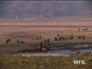 Wild India 24 hours Part 1