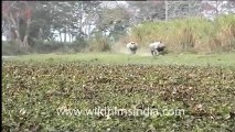 Rhinos chasing each other through the grass!