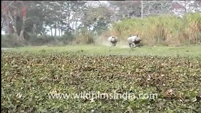 Rhinos chasing each other through the grass!