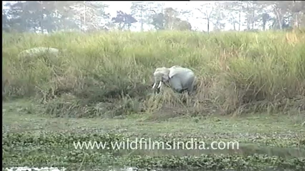 781.Elephants.mov