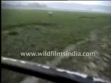 784.Galloping rhinos!.mp4