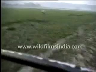 784.Galloping rhinos!.mp4