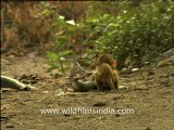 Rhesus Macaques Fighting