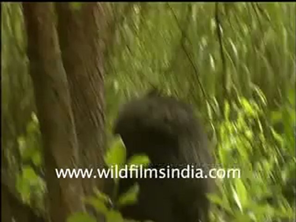 Sloth Bear