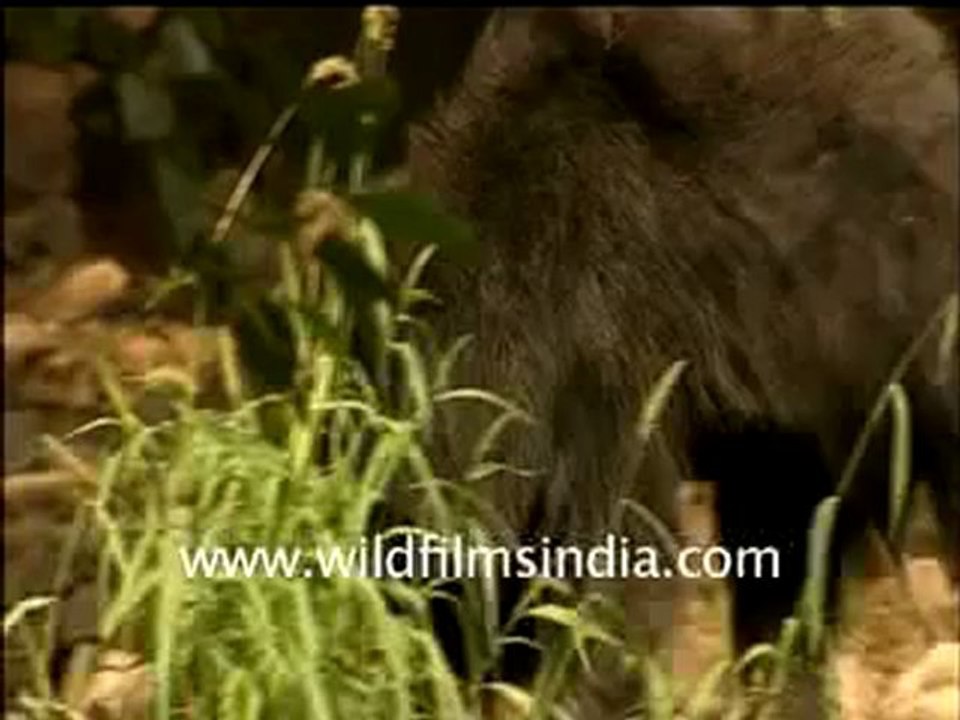 Sloth Bear