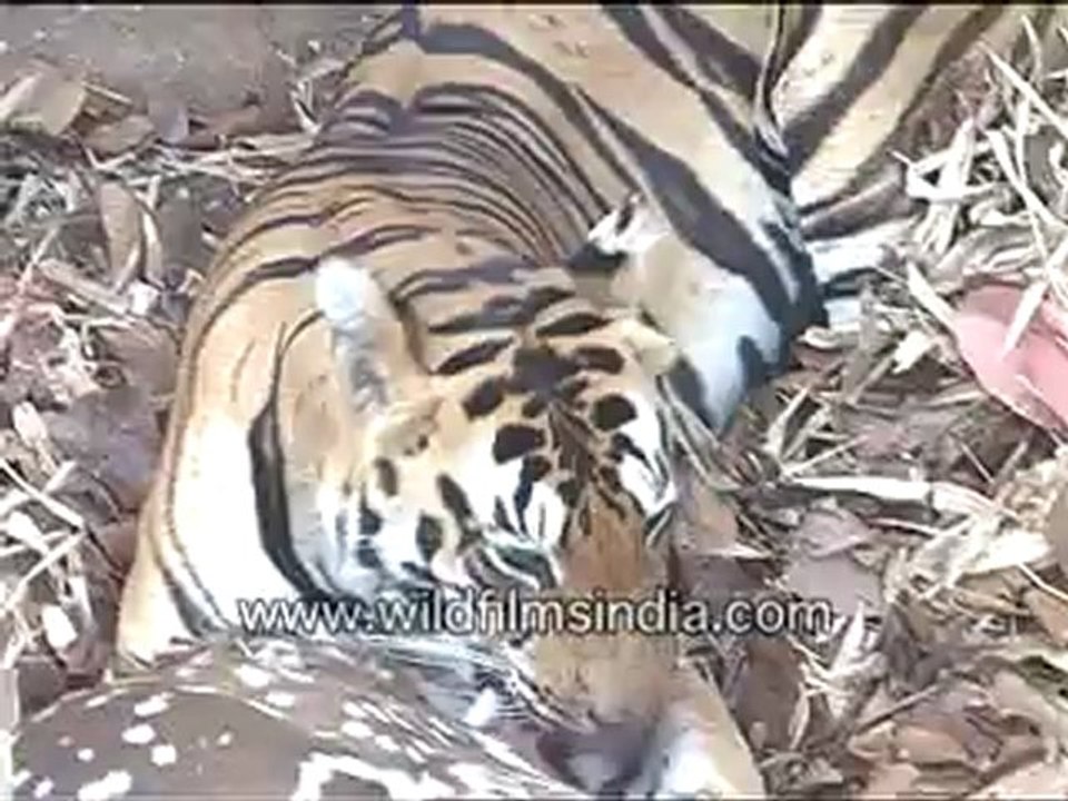 Tiger eating Cheetal Deer