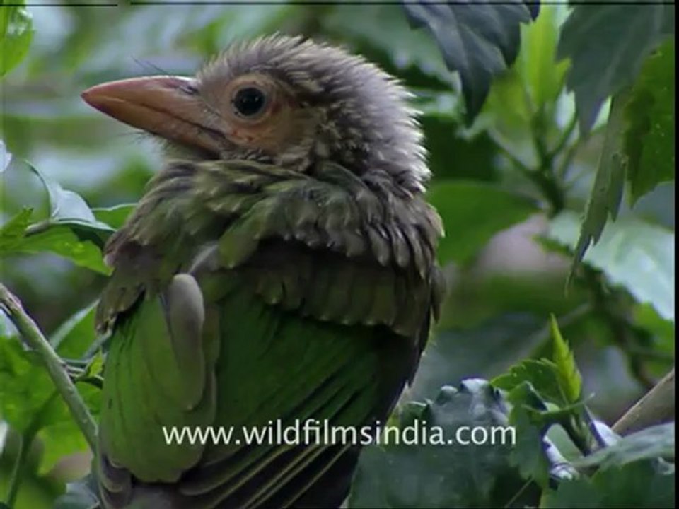 Large Green Barbet chicks