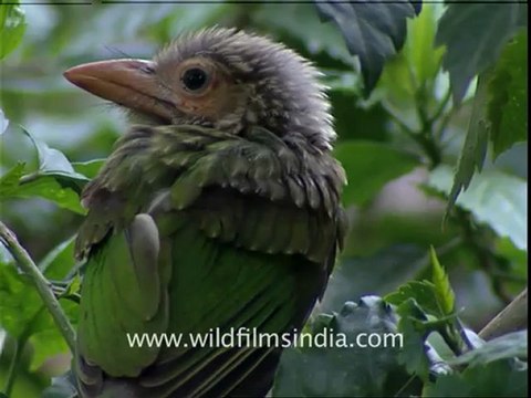 Large Green Barbet chicks