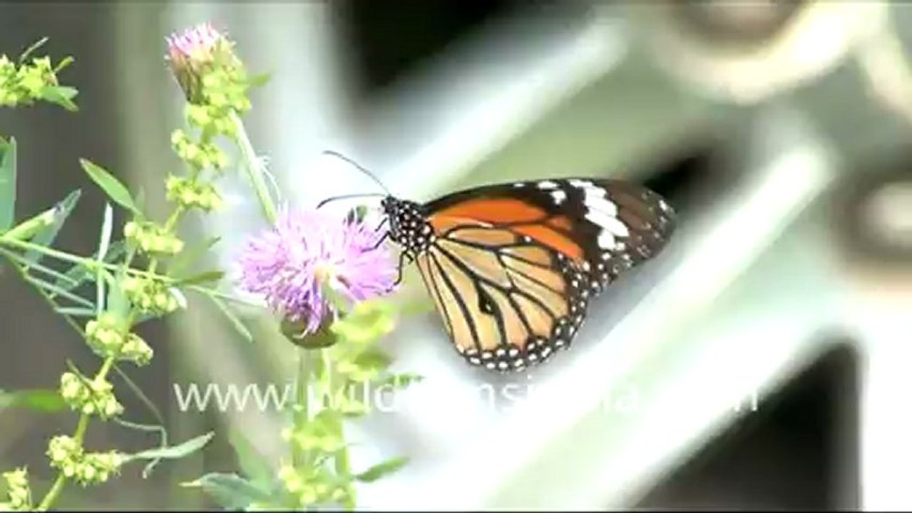 Butterfly on an Albizzia