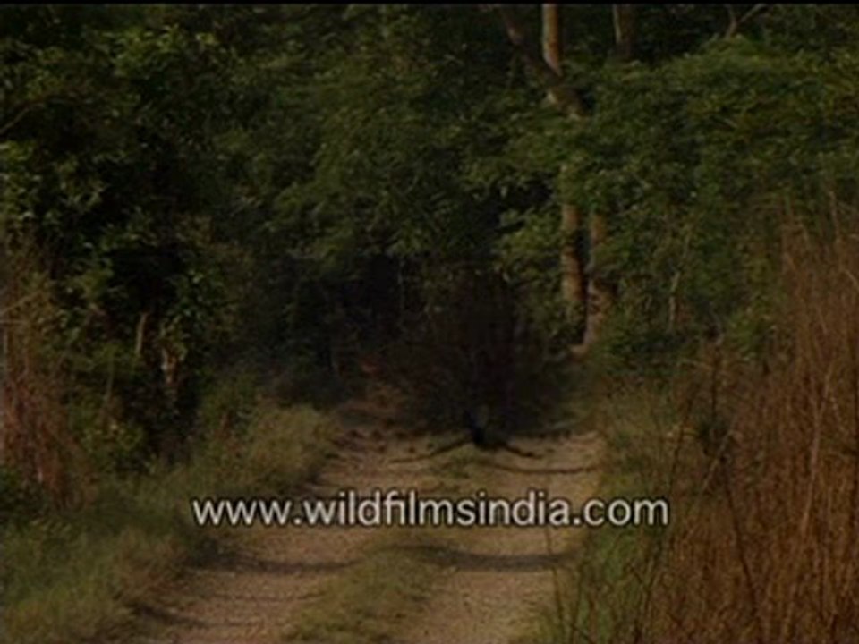 817.Peafowl.mp4