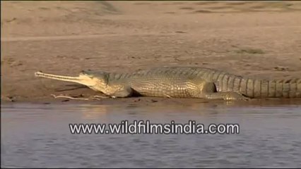 Gharial in National Chambal wildlife Sanctury