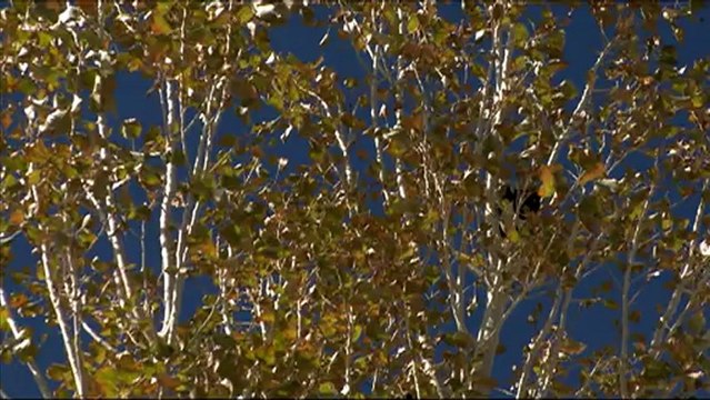 Poplar trees in Ladakh