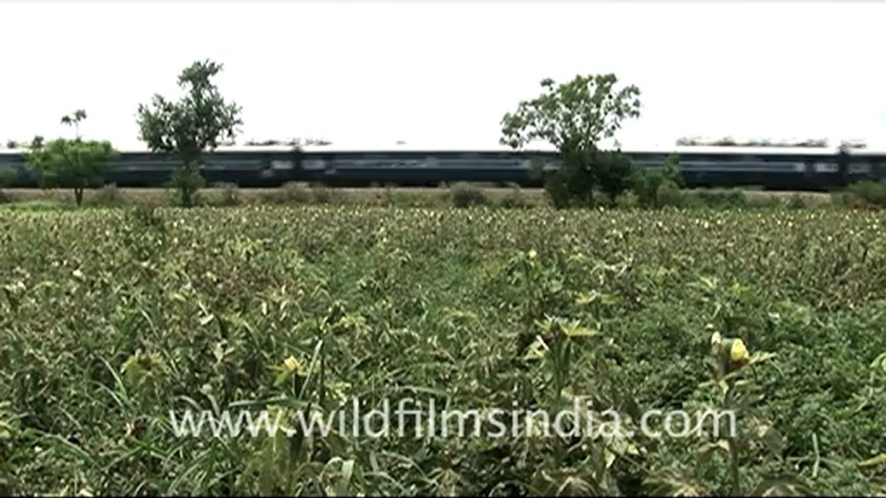 954.Indian Railways.mov