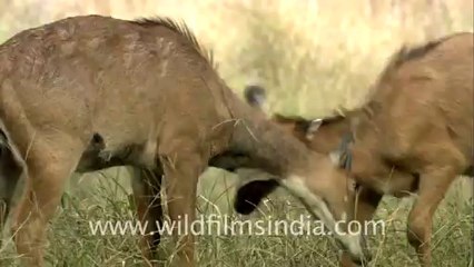Nilgai males playfully sparring
